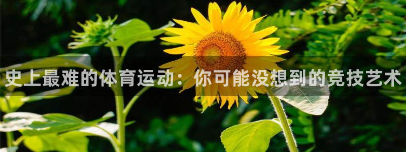 熊猫体育在线观看